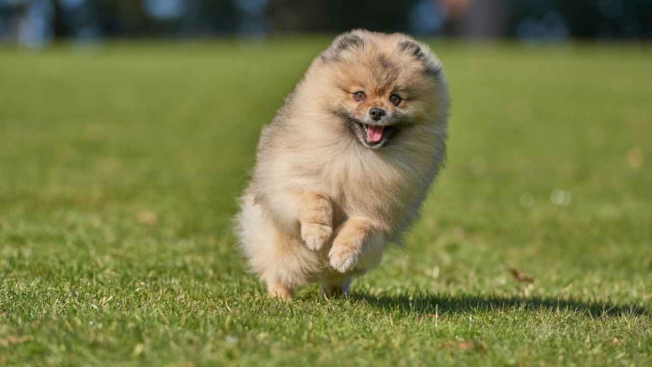 Pomeranian