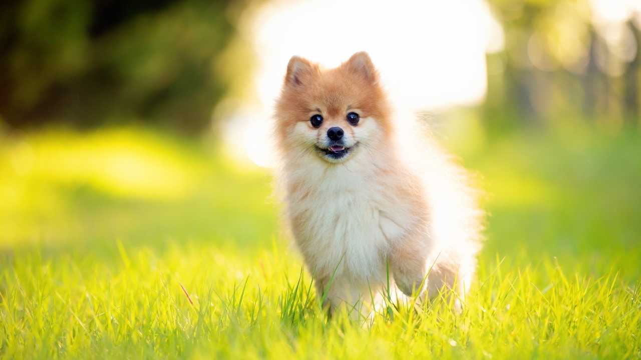 Pomeranian