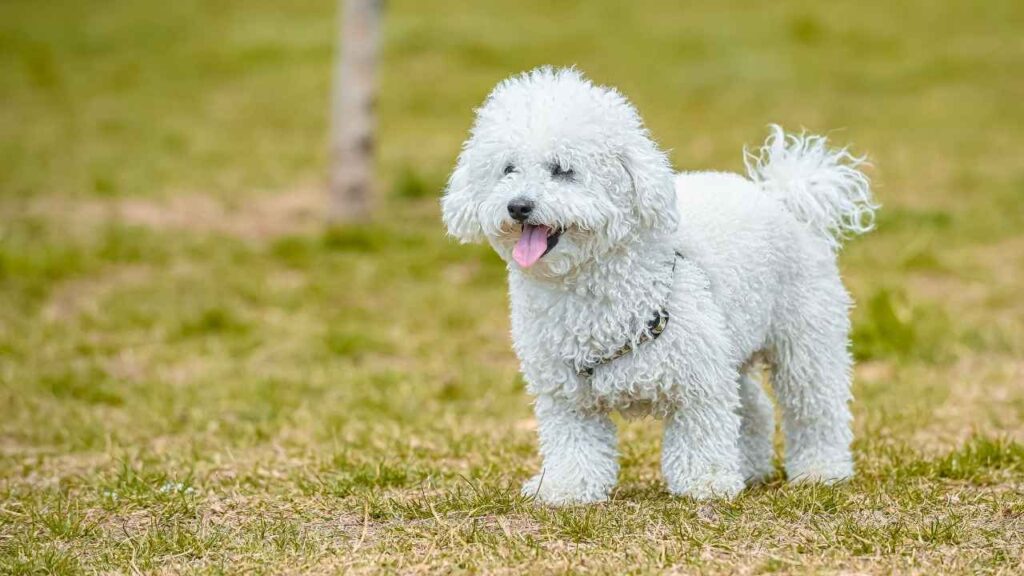 white fluffy dog breeds