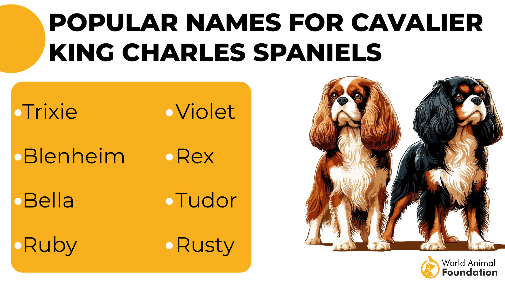 Popular Names for Cavalier King Charles Spaniels-01