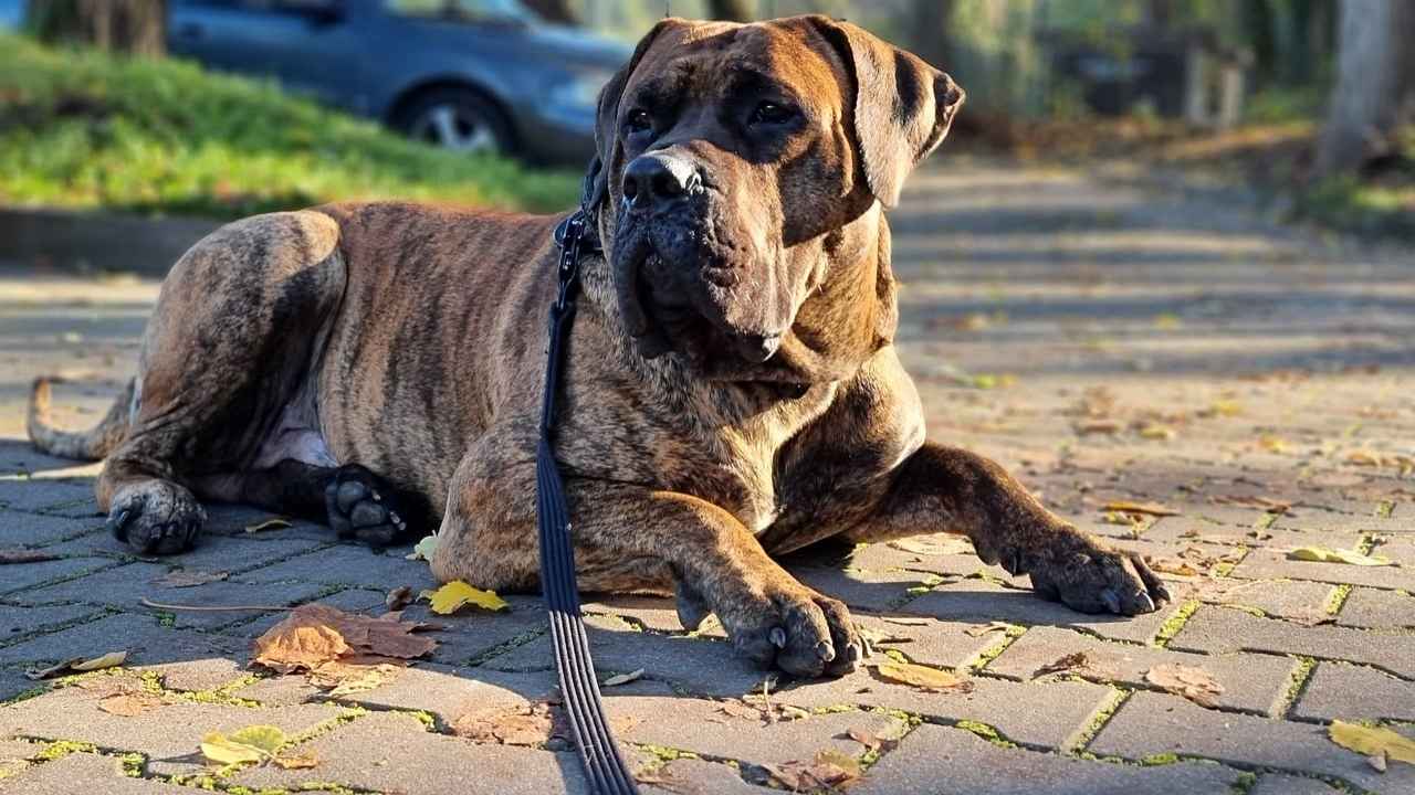 Presa Canario