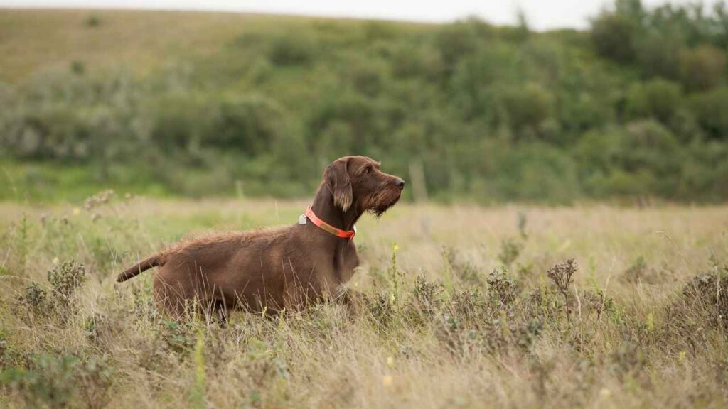 smartest hunting dog