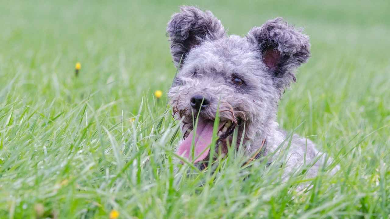 Pumi