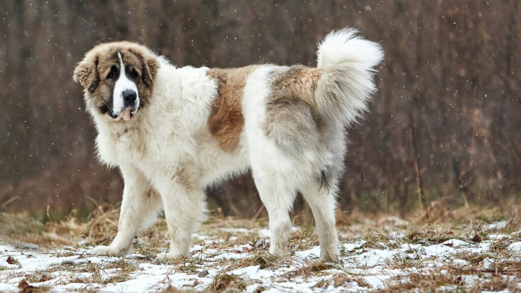 Pyrenean Mastiff