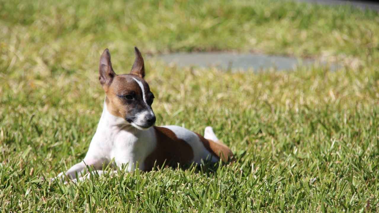 Rat Terrier