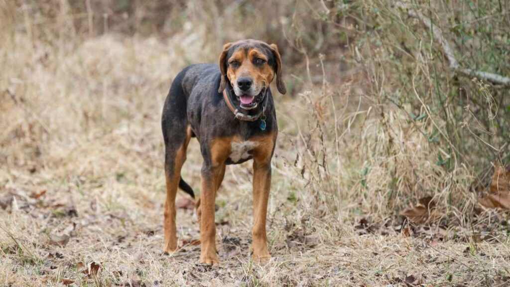 hog hunting dogs for sale