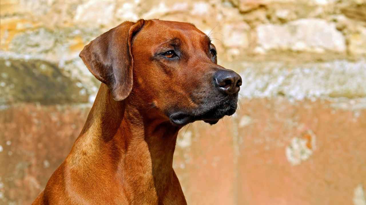 Rhodesian Ridgeback