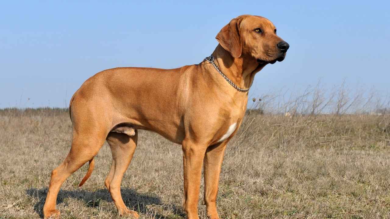 Rhodesian Ridgeback