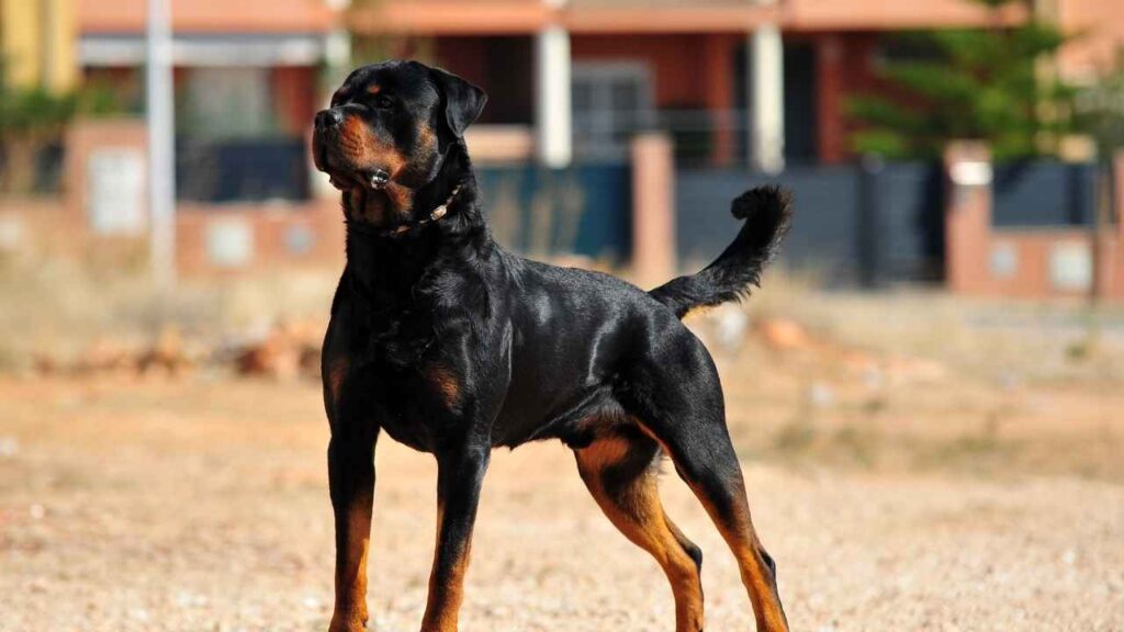 Rottweiler