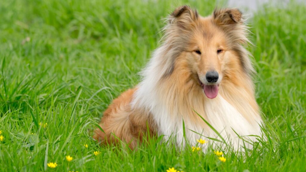 Rough Collie