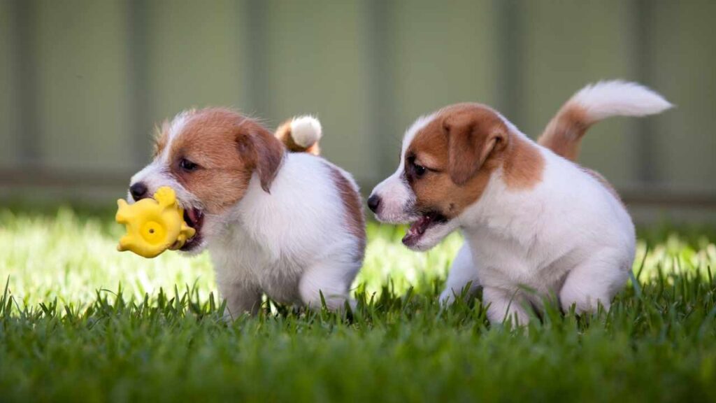 Russell Terrier Puppies