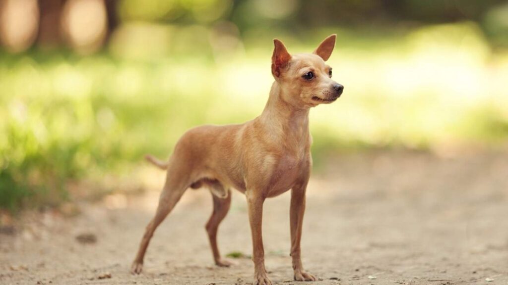 Russian Toy Terrier