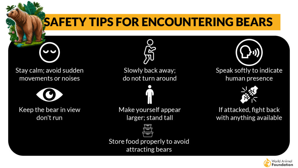 Safety Tips for Encountering Bears