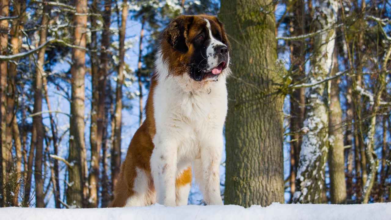 Saint Bernard