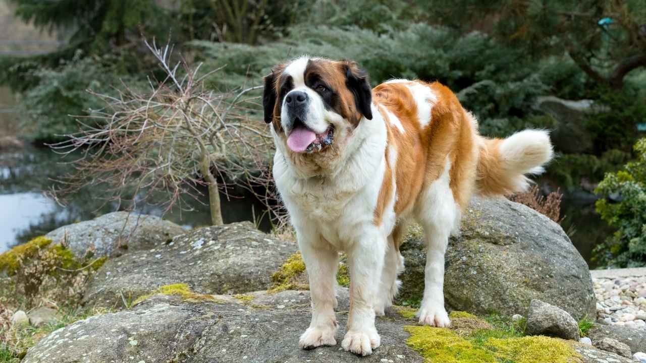 Saint Bernard