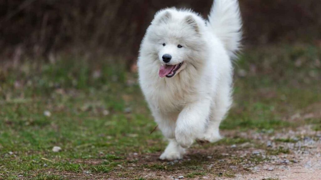 white long hair dog