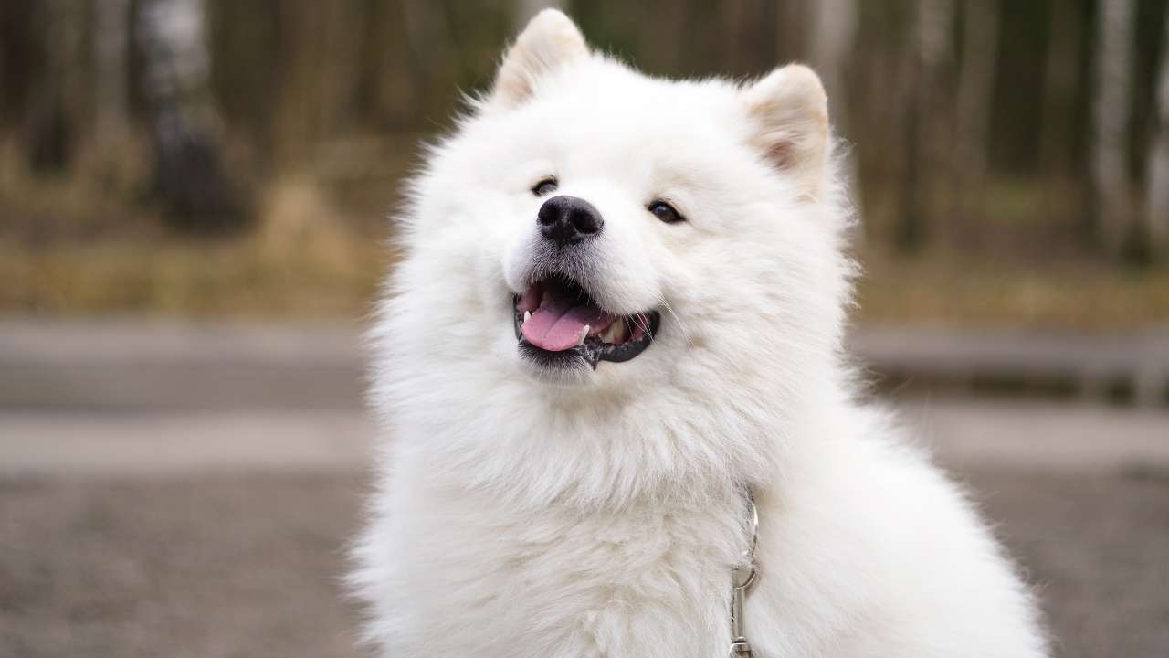 Samoyed