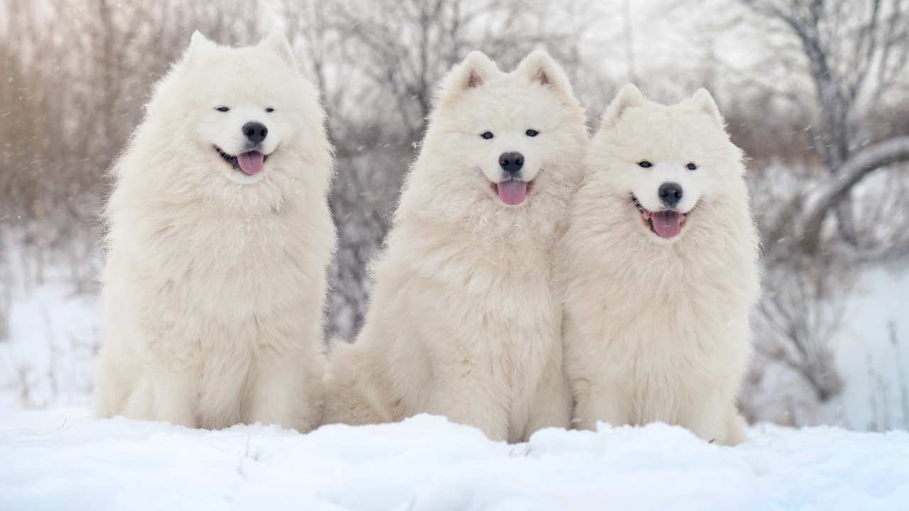 Samoyed