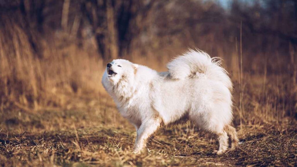 Samoyed's Barking Tendencies