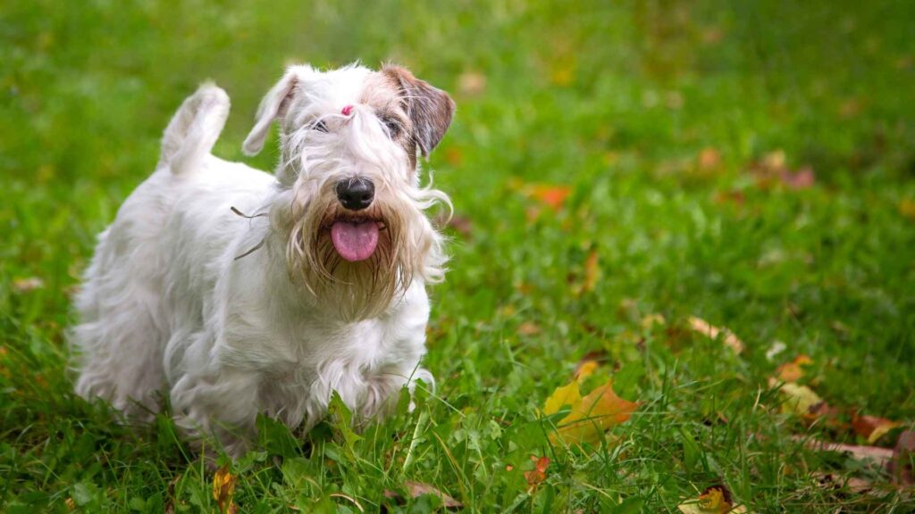 Sealyham Terrier