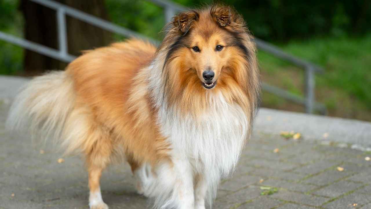 Shetland Sheepdog