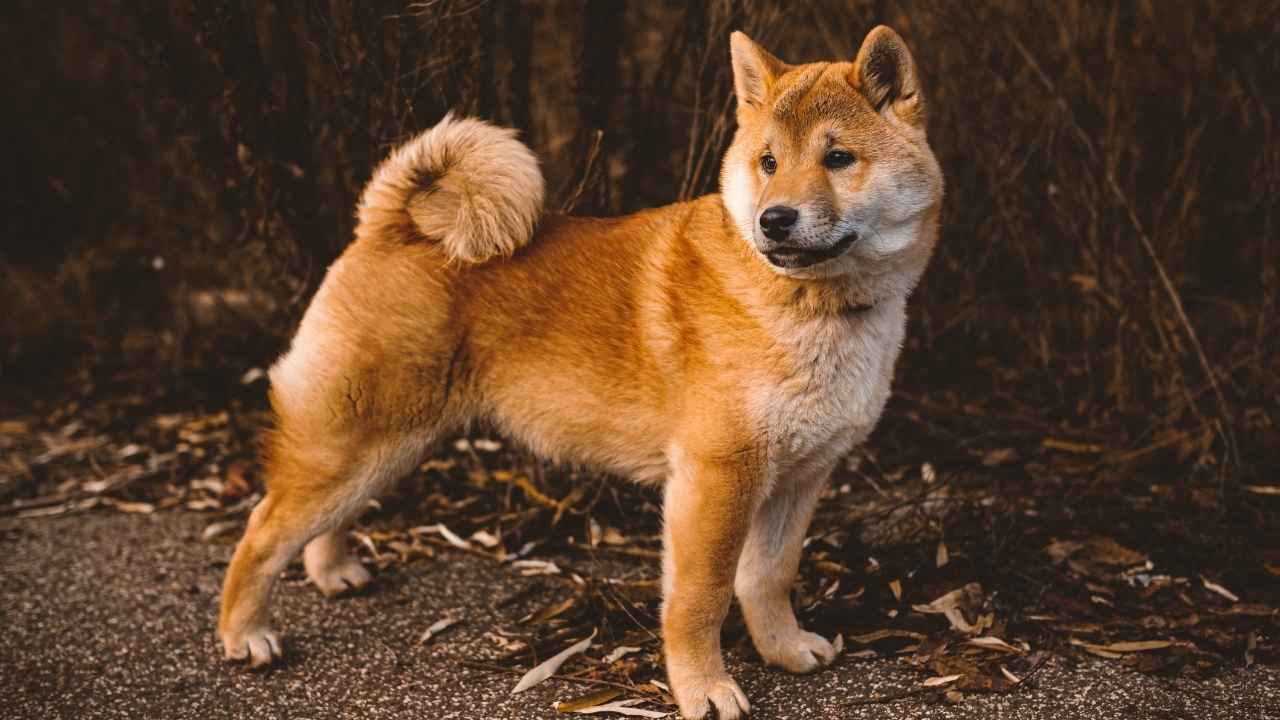 Shiba Inu