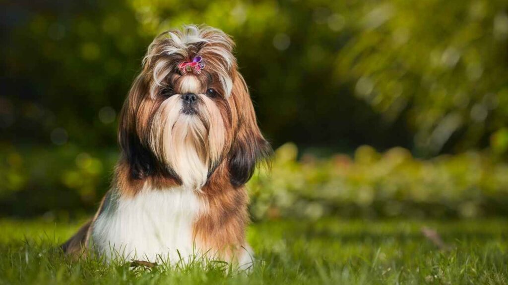 Shih Tzu 1