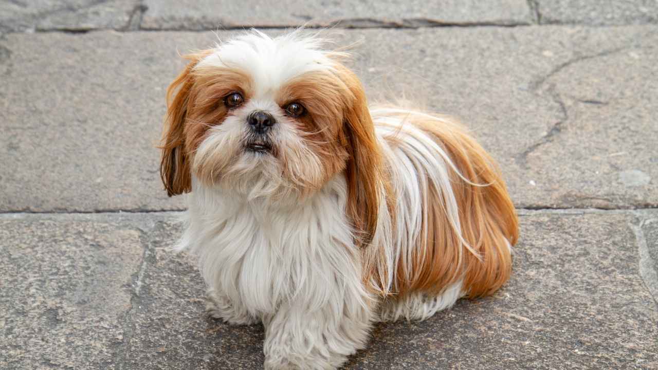 Shih Tzu