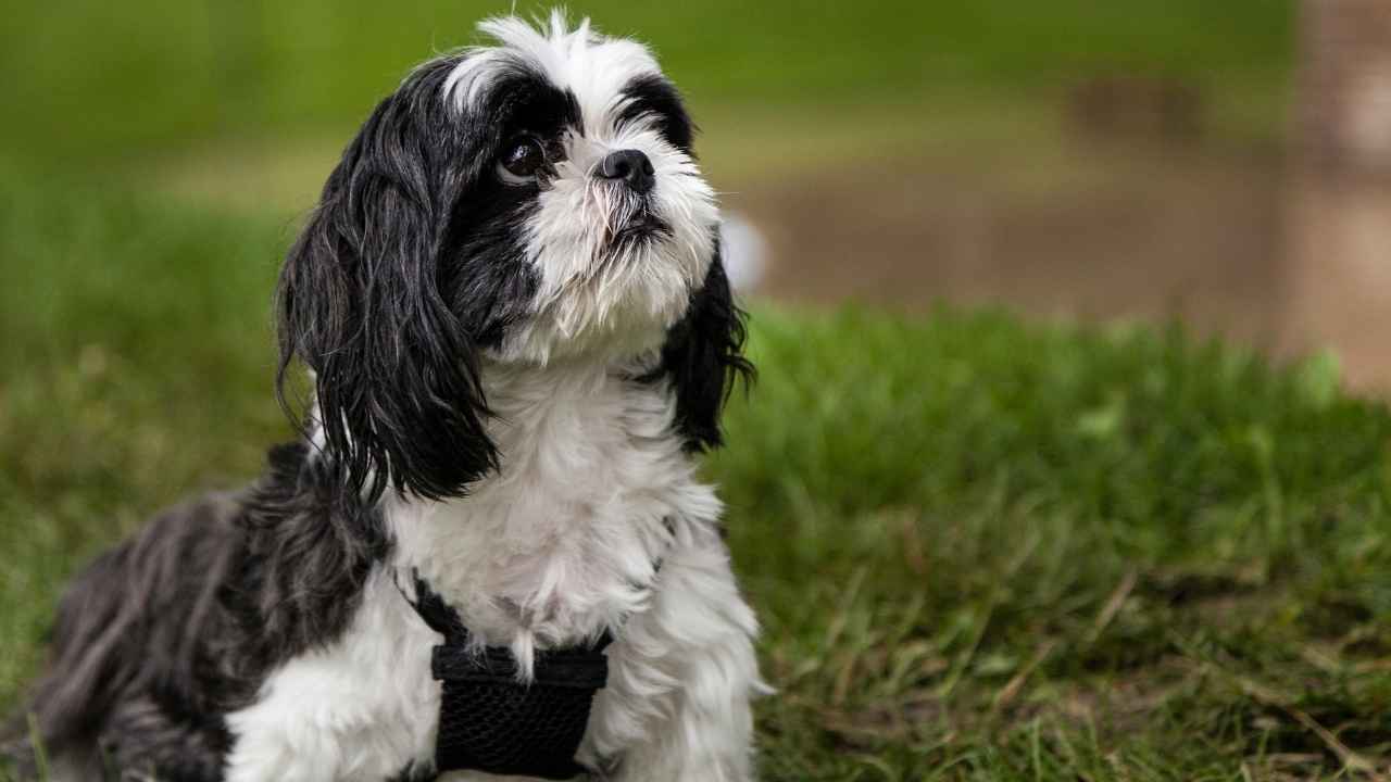 Shih Tzu