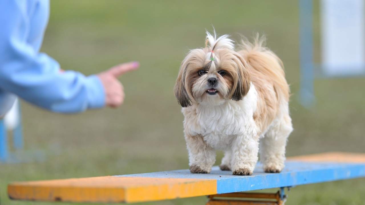 Shih Tzu