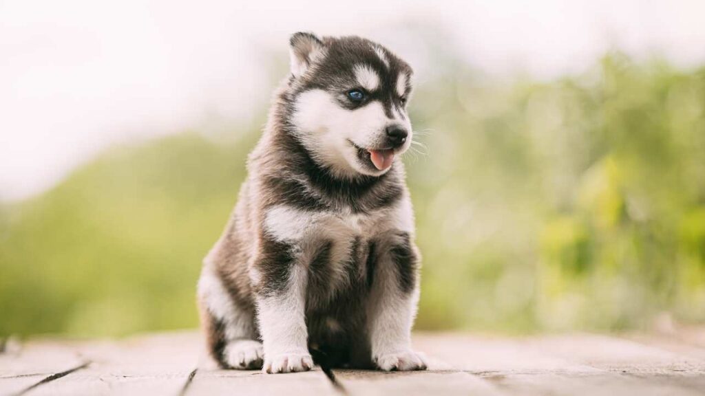 Siberian Husky Puppies