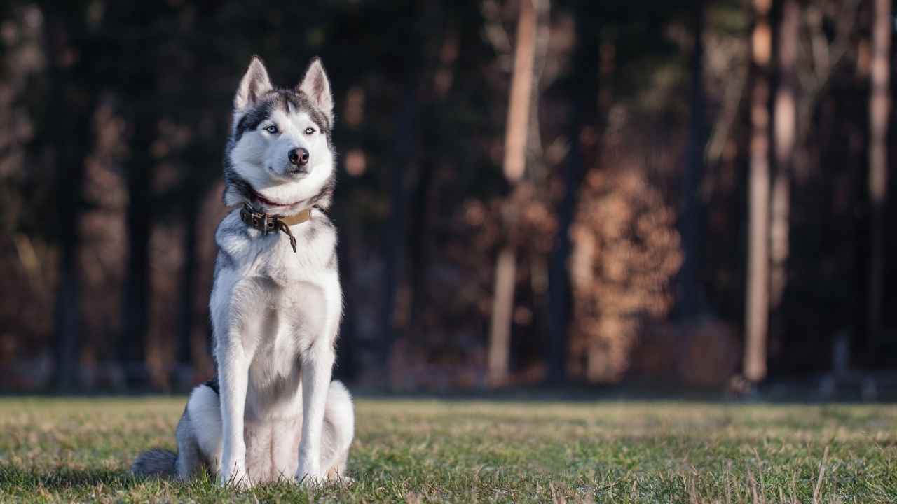 Siberian Husky