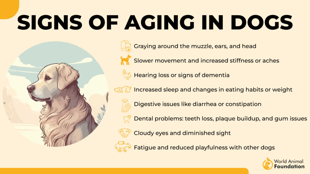 Signs of Aging in Dogs