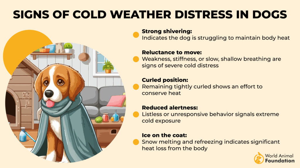 Signs of Cold Weather Distress in Dogs