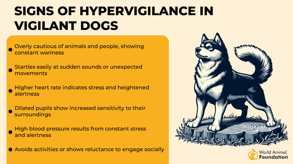 Signs of Hypervigilance in Vigilant Dogs