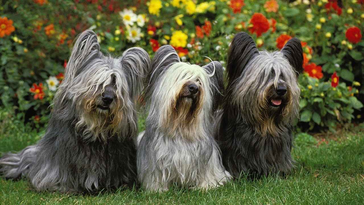 Skye Terrier