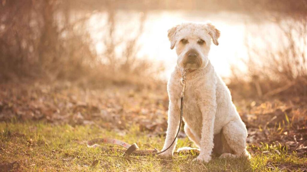 Soft-Coated Wheaten Terrier