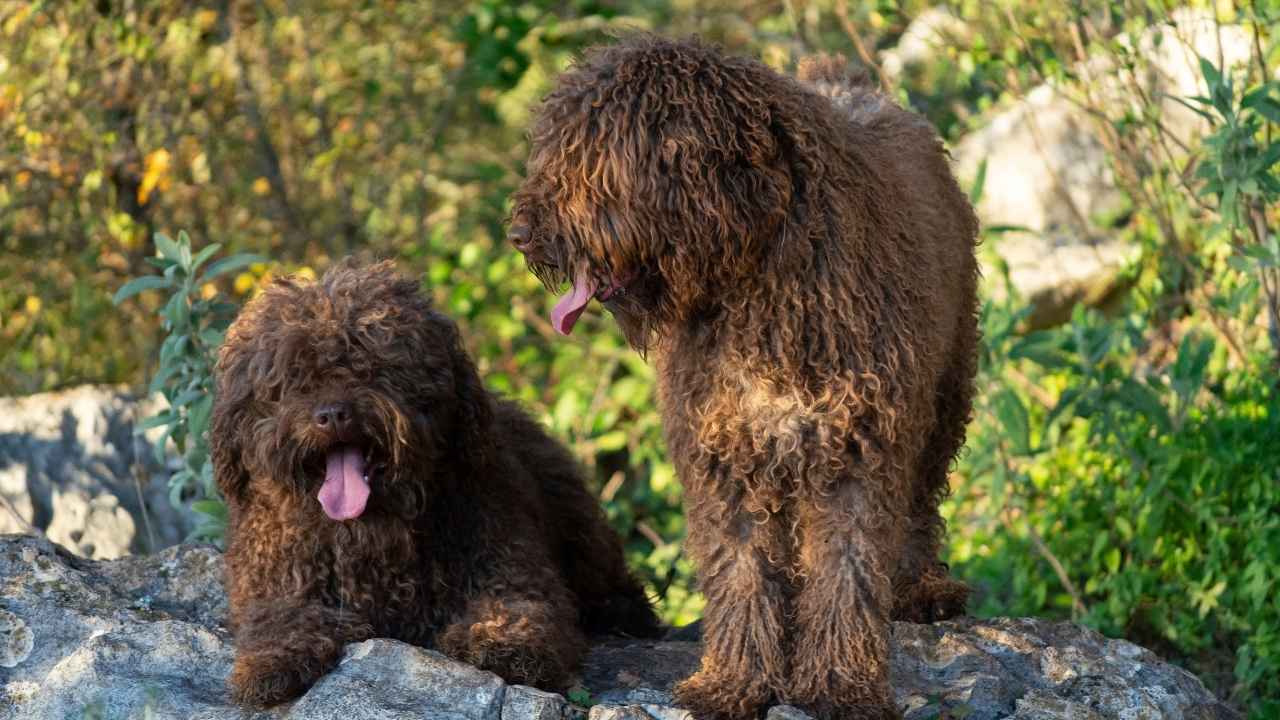 Spanish Water Dog