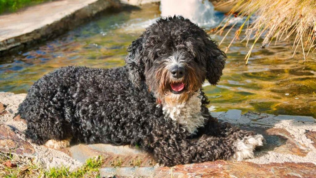 Spanish Water Dog