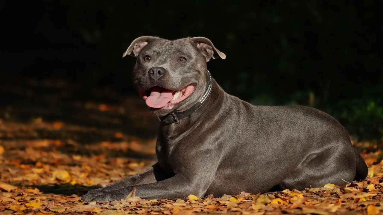 Staffordshire Bull Terrier