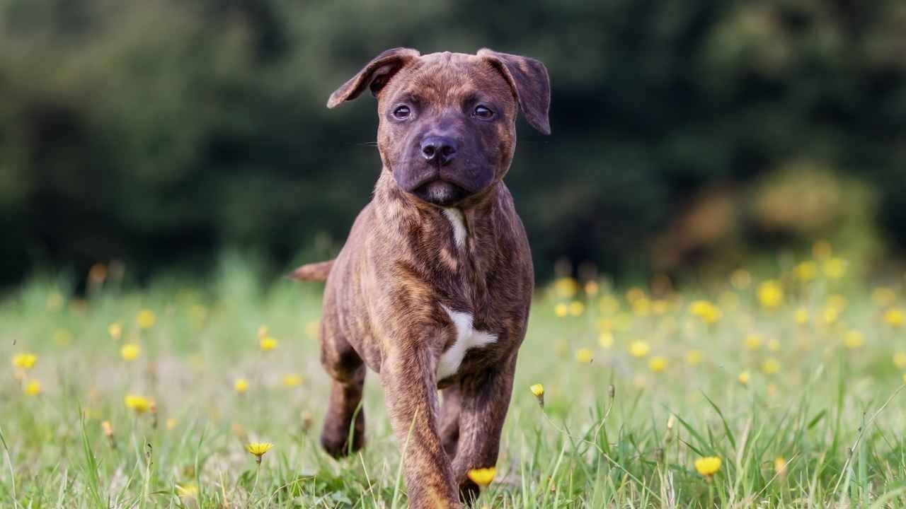 Staffordshire Bull Terrier