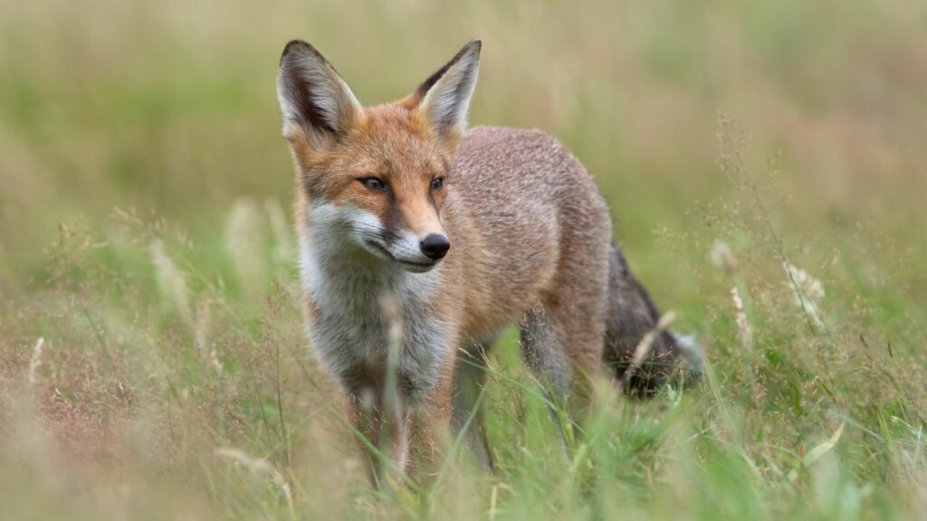 Swift Fox