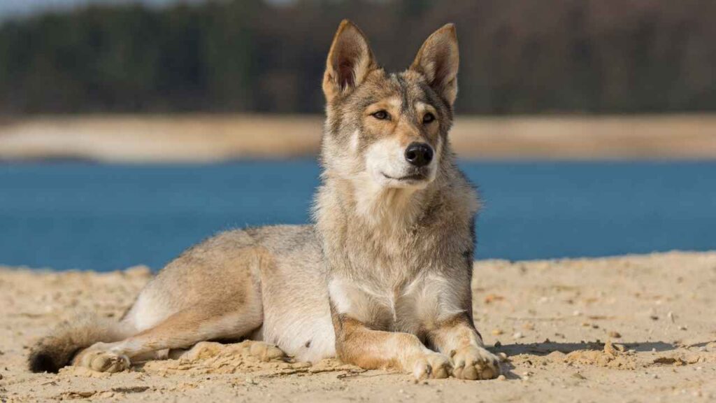 dog breed that looks like a coyote