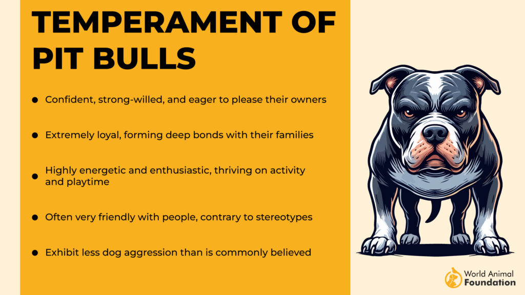 Temperament of Pit Bulls