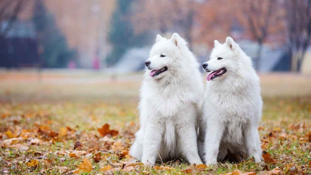 Are Samoyeds Good Guard Dogs