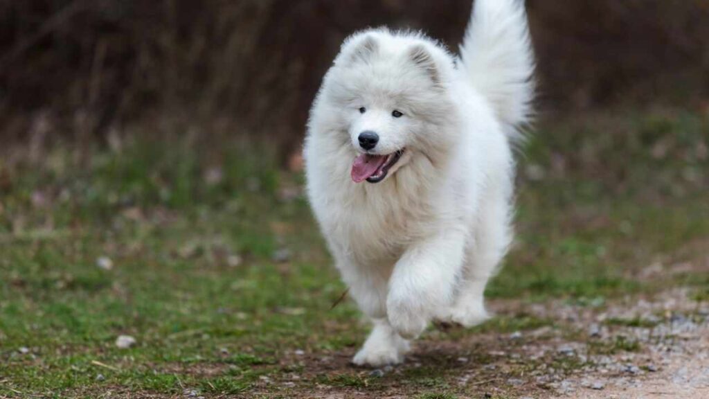 Temperament of the Samoyed