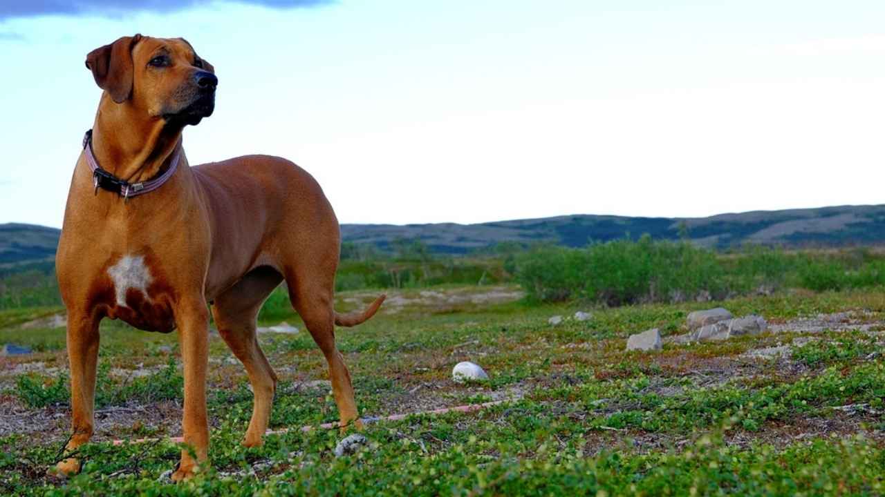 Thai Ridgeback