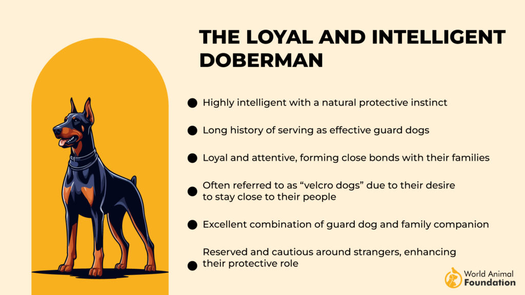 The Loyal and Intelligent Doberman