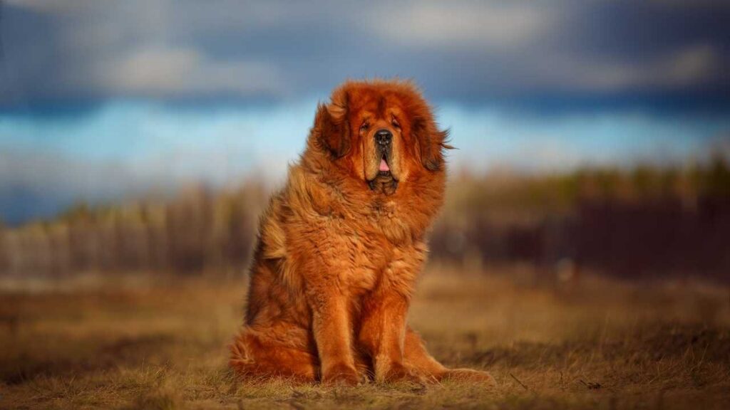 Tibetan Mastiff 1