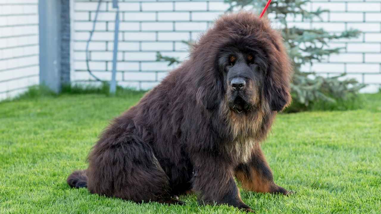 Tibetan Mastiff